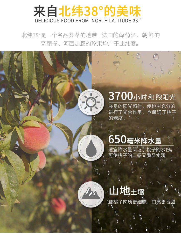黃桃罐頭